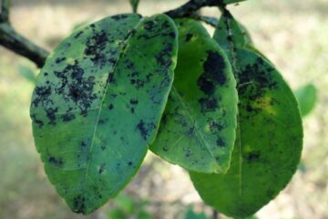 Overwatered Hoya: Symptoms And Treatment