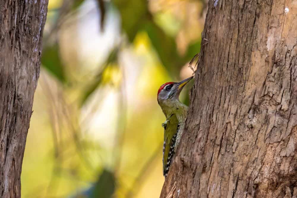 Protecting Your Trees from Woodpeckers