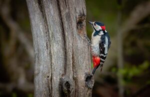 Protecting Your Trees from Woodpeckers