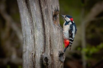 Protecting Your Trees from Woodpeckers: Effective Techniques for Gardeners