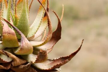 Sunburnt Aloe Vera Plant – Signs And Ways Of Revival