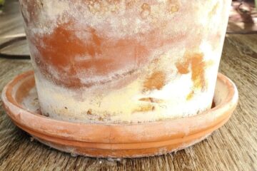 White Mold On Terracotta Pots (Distinction And Treatment)