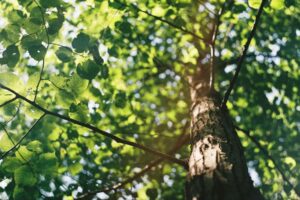 10 Must-Haves for Every Arborist