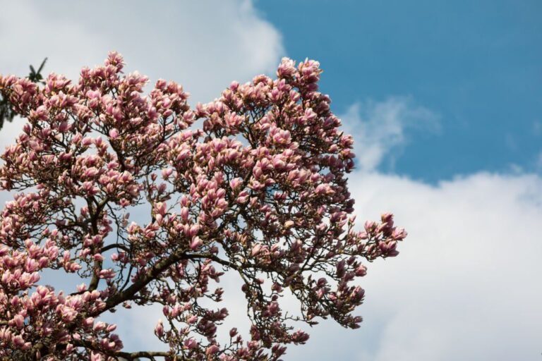 How To Trim An Overgrown Magnolia Tree Expert Tips   How To Trim A Magnolia Tree 768x512 