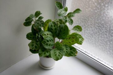 Top 5 Prayer Plant Problems You Should Know (And Solutions!)