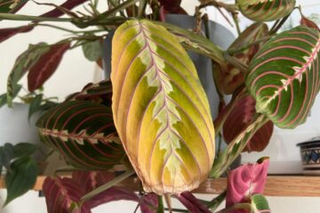 Prayer Plant Yellow Leaves – Possible Causes & Solutions