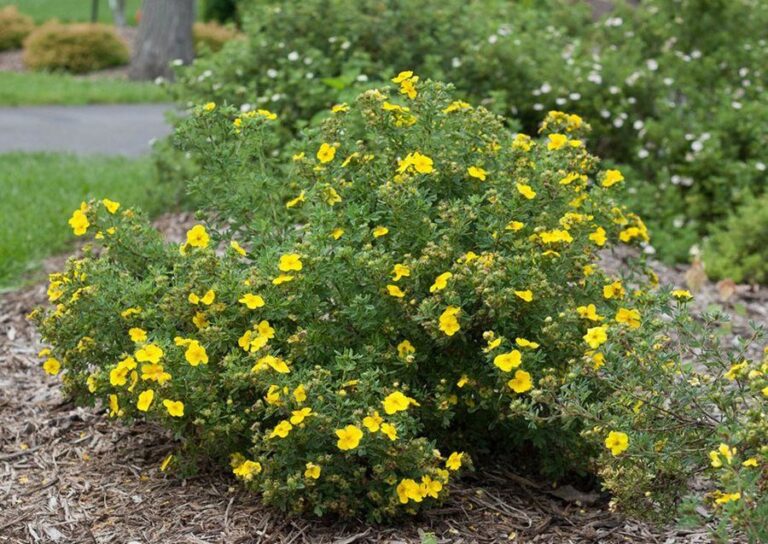 Pruning Potentilla - Why, When, And How!