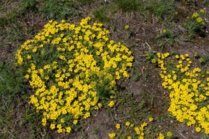 what to plant with potentilla