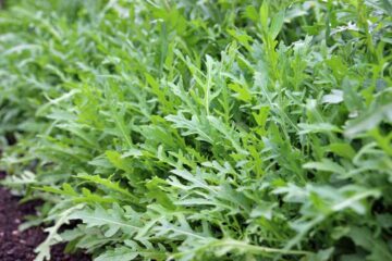 Growing Arugula In Summer (Solved)