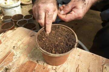 The Best Prayer Plant Soil To Help It Thrive