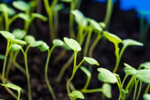 when to transplant arugula seedlings