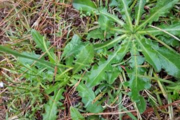 Weed That Looks Like Arugula: Top 11 Most Confusing Plants