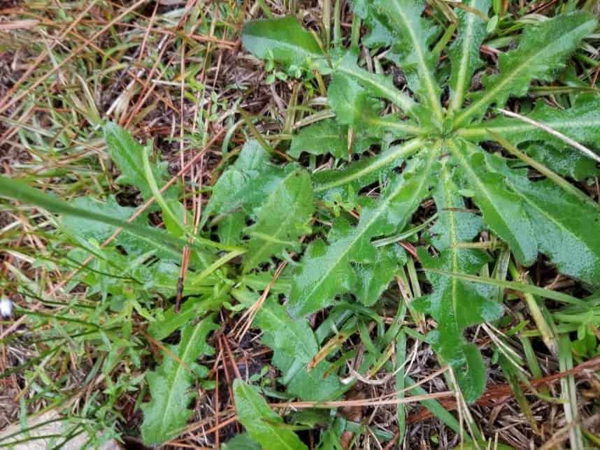 Weed That Looks Like Arugula: Top 11 Most Confusing Plants