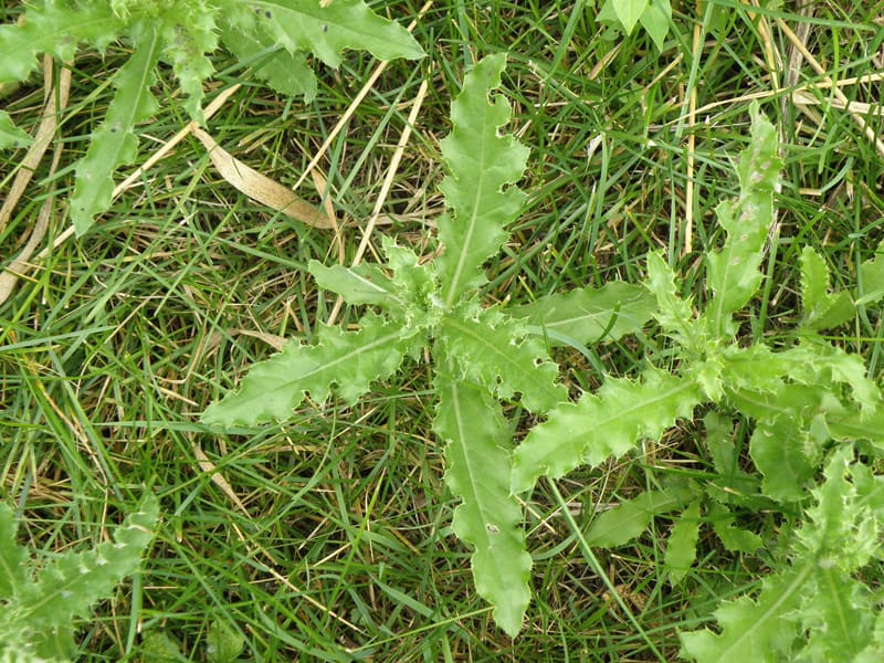 Creeping Thistle