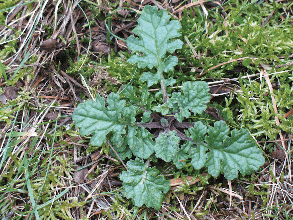 Ragwort