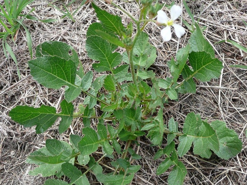 Wild Radish