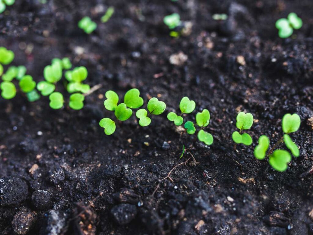 how to grow arugula from seed