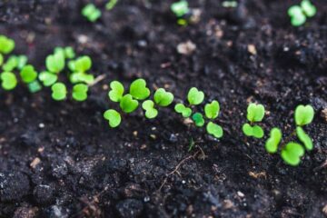 How To Grow Arugula From Seeds?