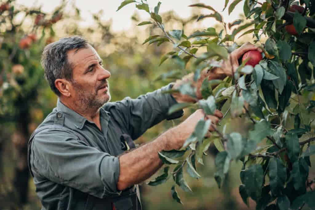 apple tree care