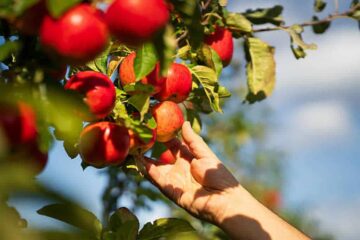 How to Grow Apples: A Beginner’s Step-by-Step Guide to Healthy Apple Trees