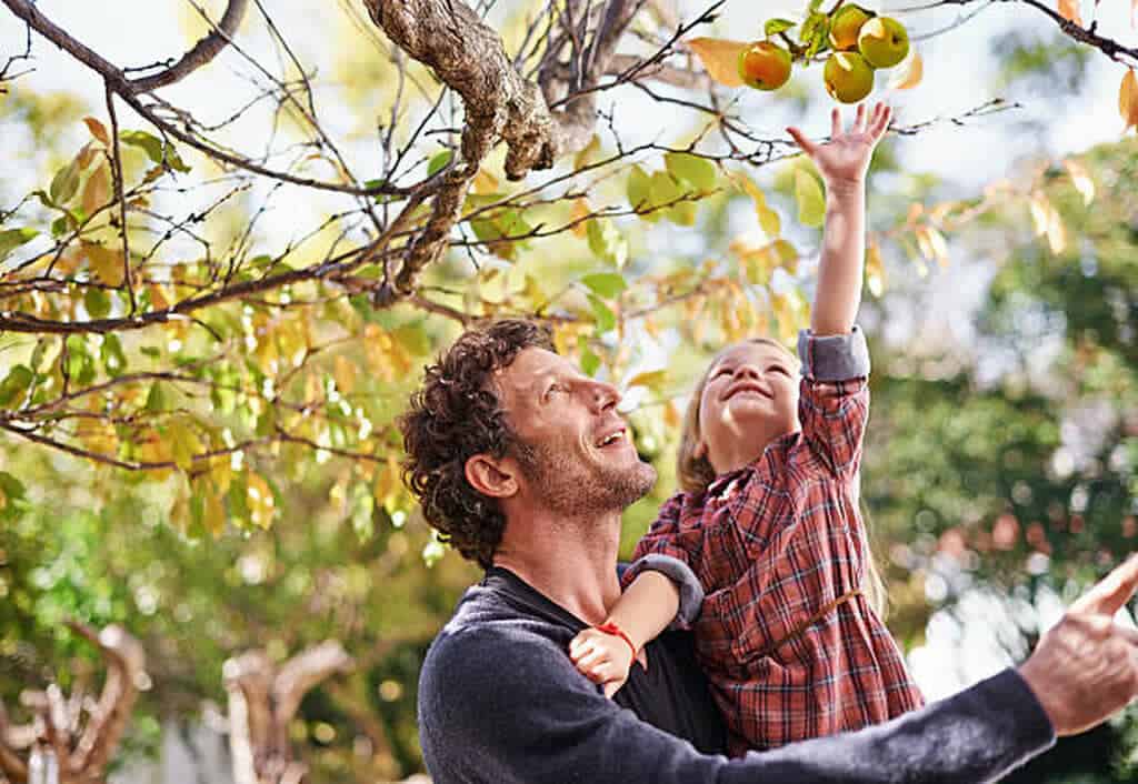 how to grow apples