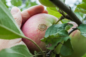 apple tree diseases