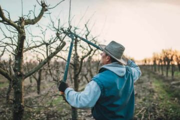 Pruning Apple Trees: Step-by-Step Guide for Healthy Growth