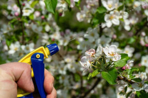 watering apple trees